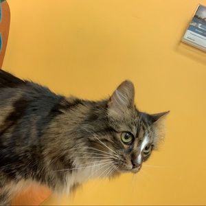 Meet your Posher, Abby